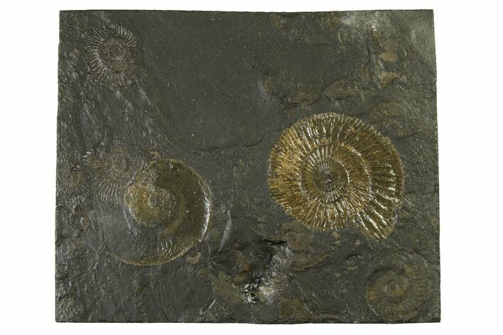 Fossil Ammonite Cluster - Posidonia Shale, Germany #335109